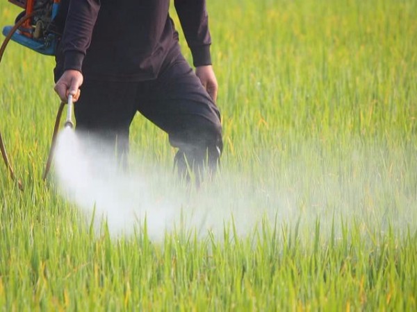 SC农药无尘降耗草莓视频污网站下载
